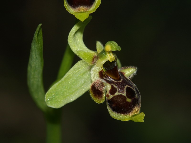 Ophrys conradiae - (2 parte)